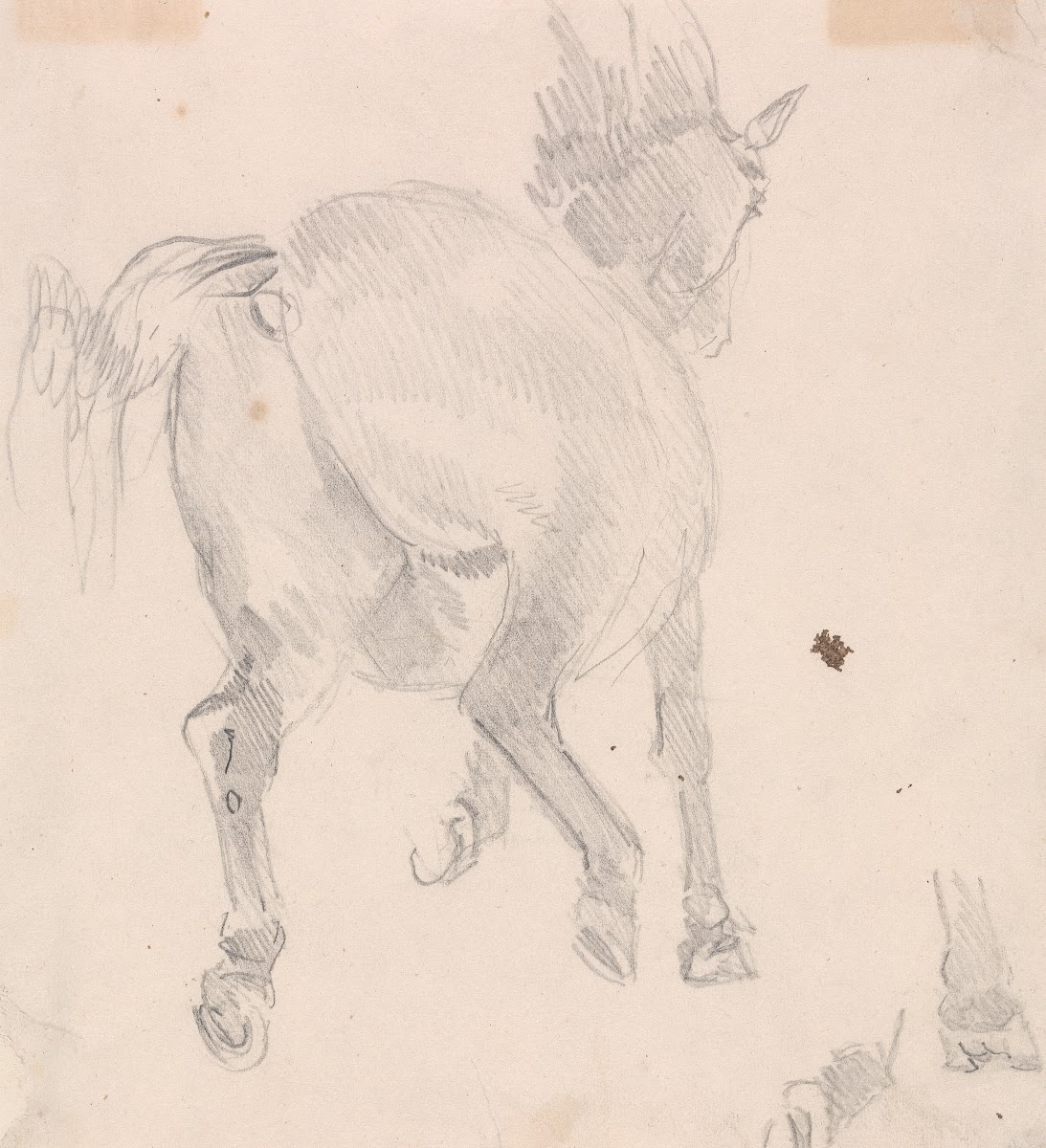 Study of a cantering horse