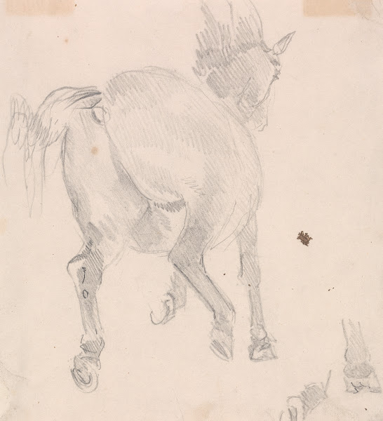 Study of a cantering horse