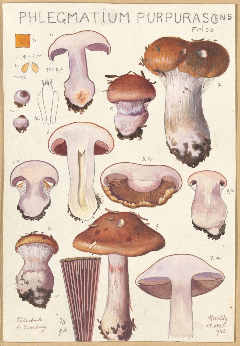 Phlegmacium purpuras 1915 1945