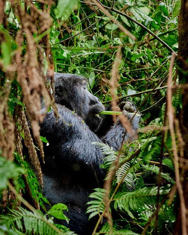 Bwindi frame 10
