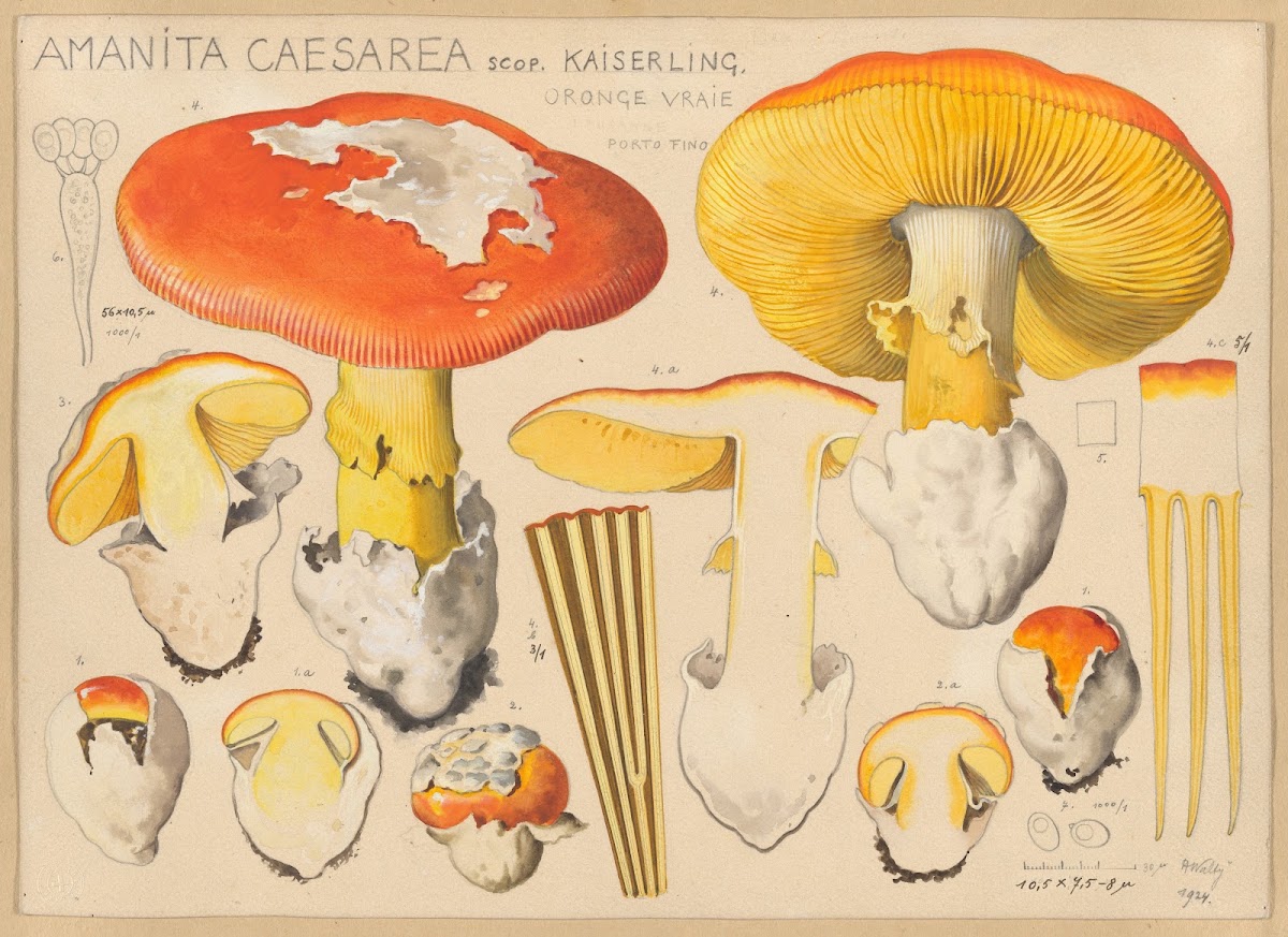 Amanita caesarea Scop 1915 1945