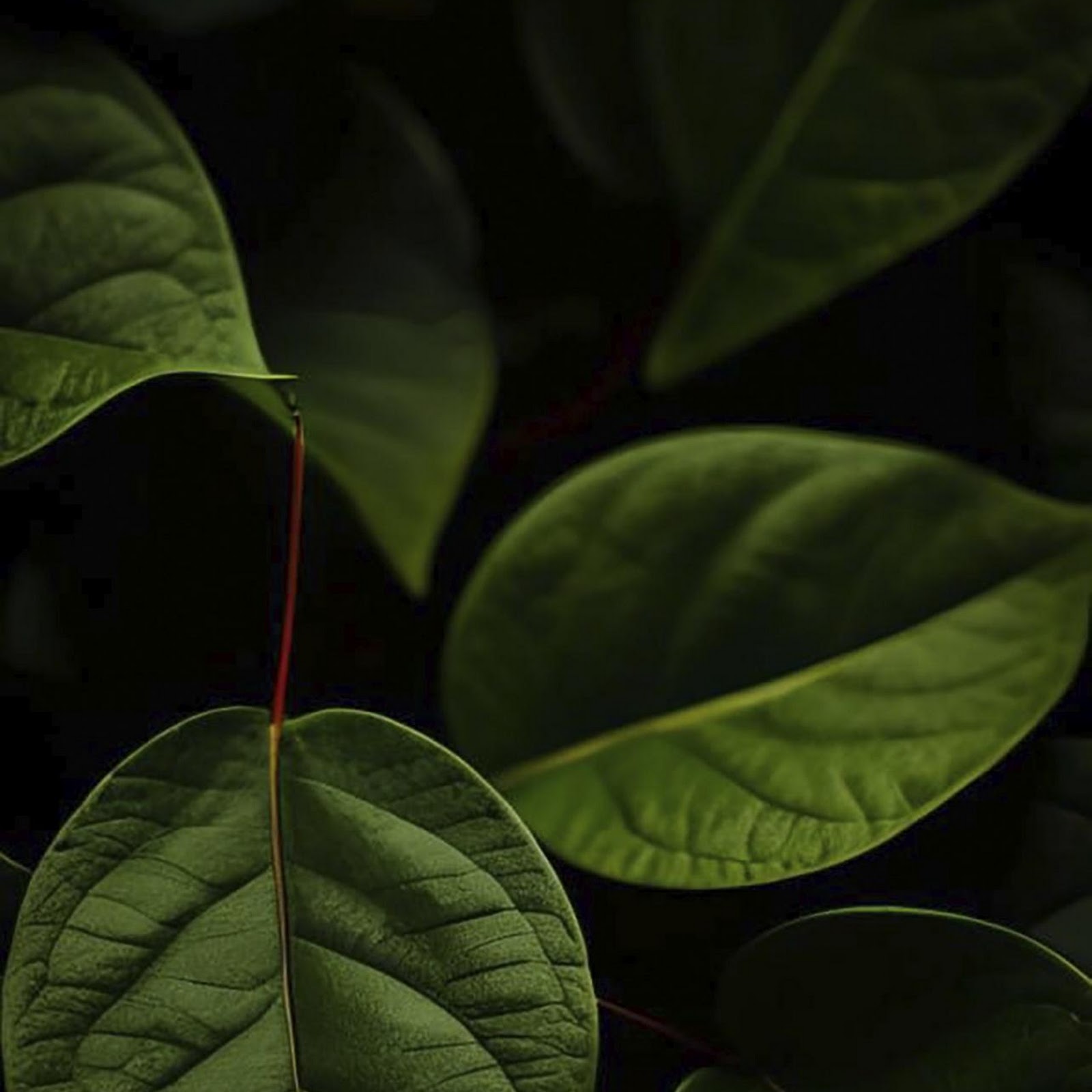 Download Dark Green Tropical Leaves Full HD iPhone