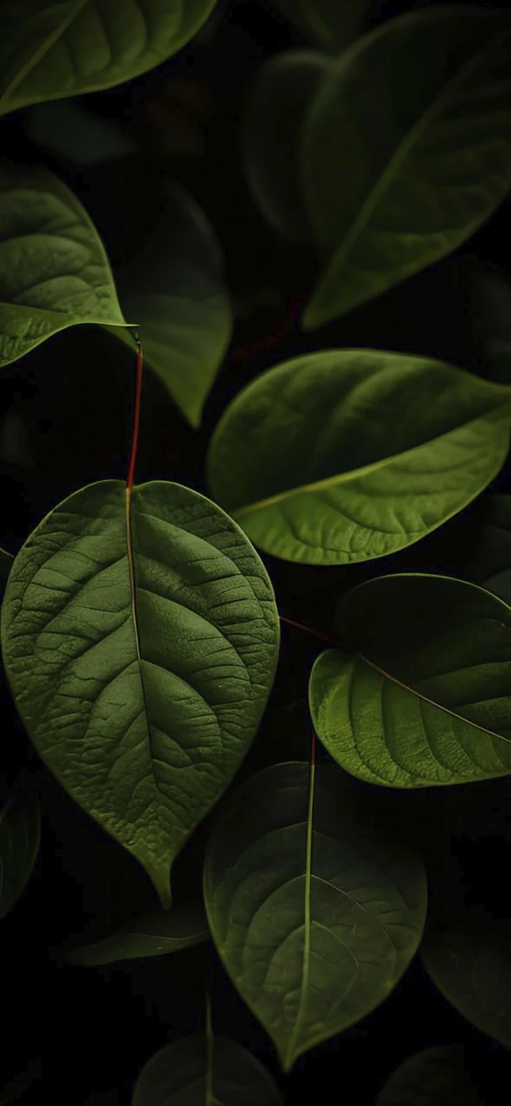 Dark Green Tropical Leaves - Nature Photography Full HD iPhone Wallpaper (1284x2778)