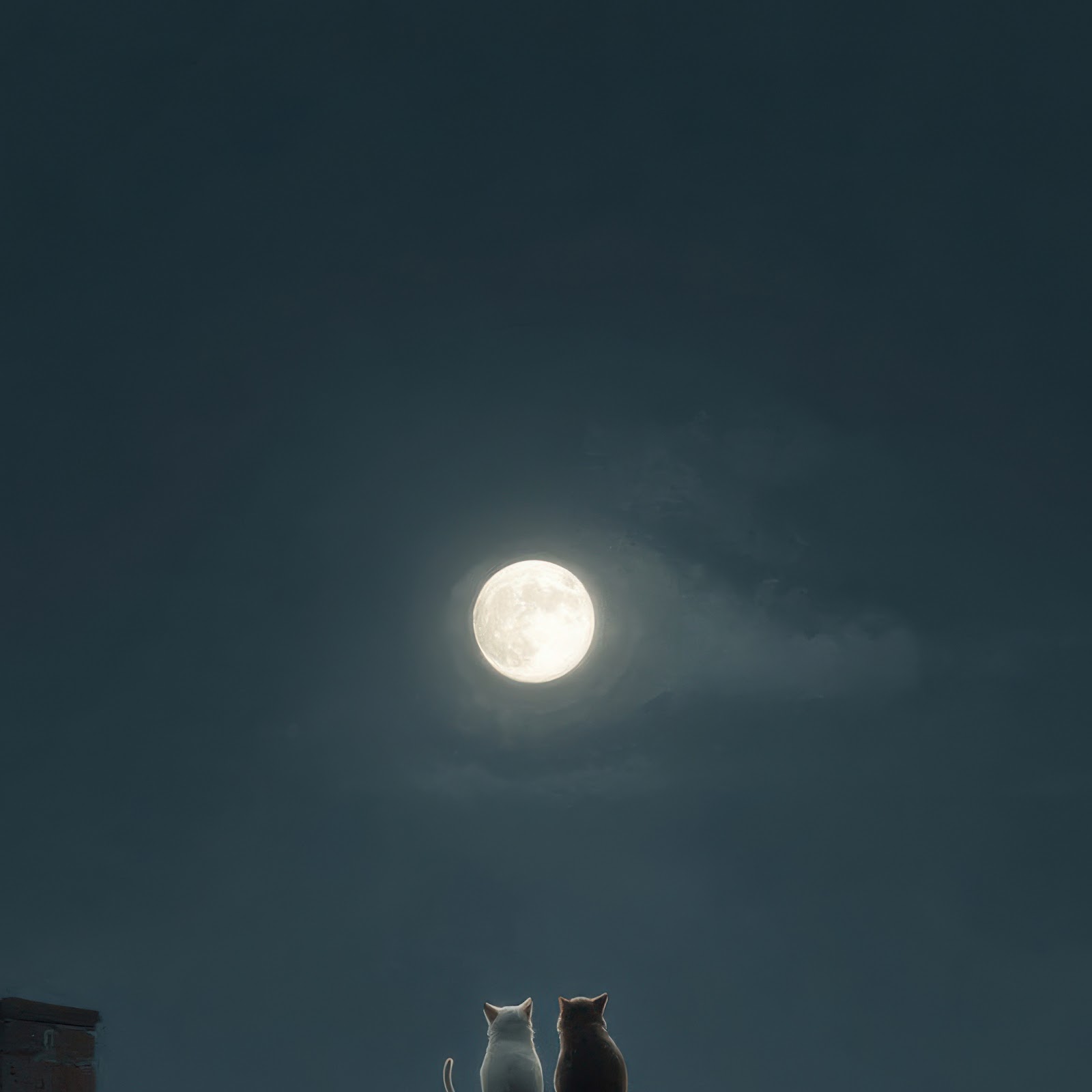 Download Cats, Moon, Night, Rooftop 4K iPhone