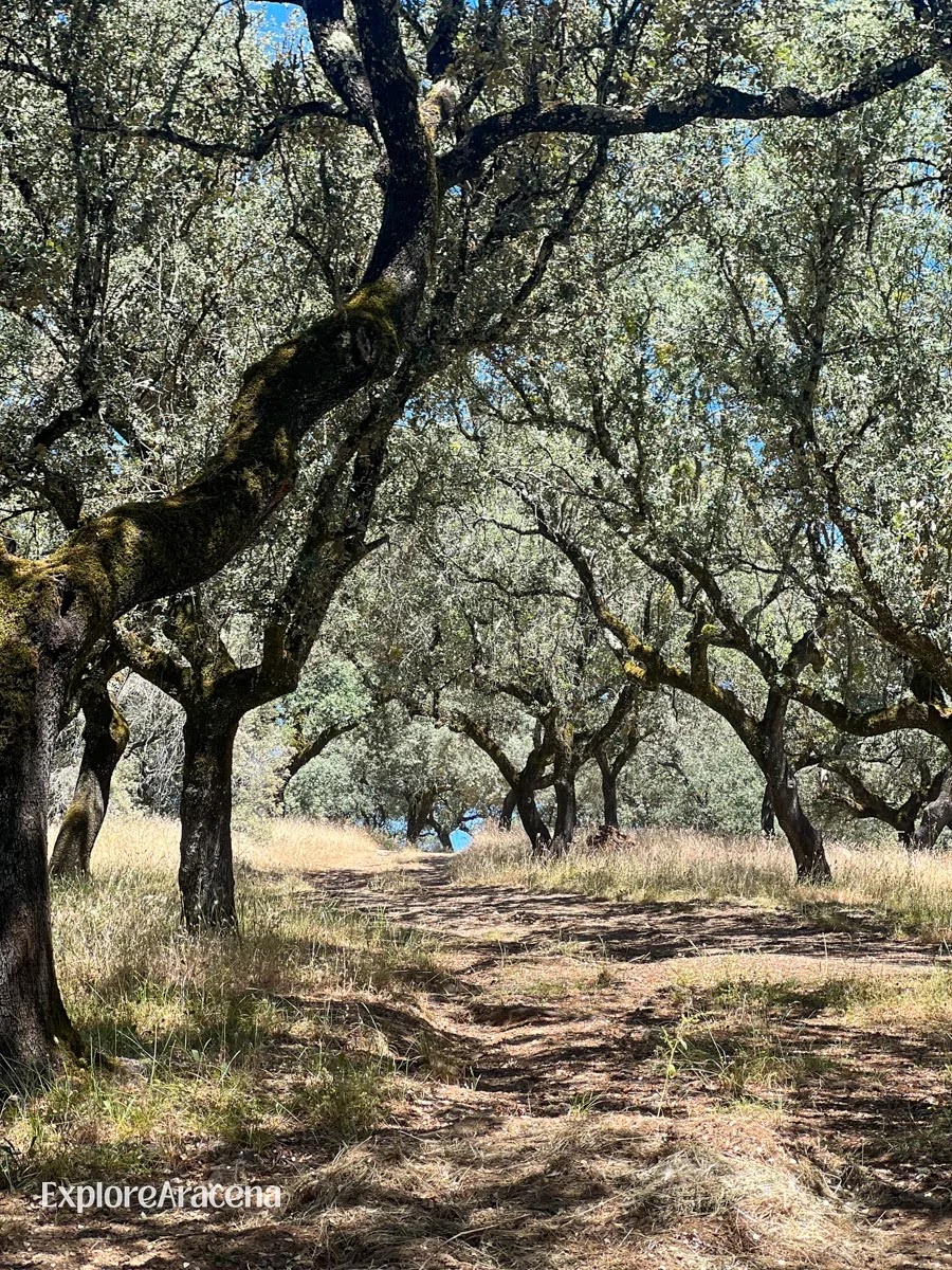 A countryside path passing beneath mature cork oaks in the Sierra de Aracena.