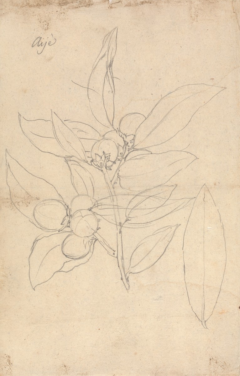 Aije Diospyros mespiliformis