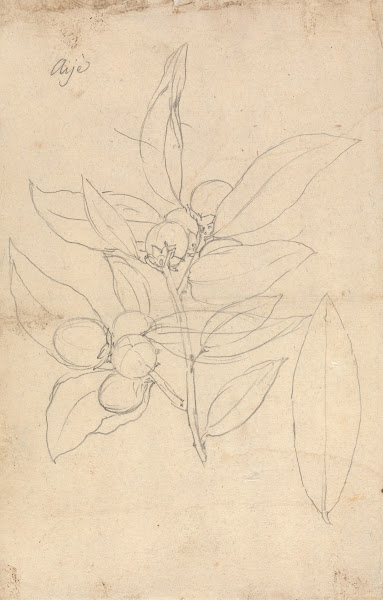 Aije Diospyros mespiliformis