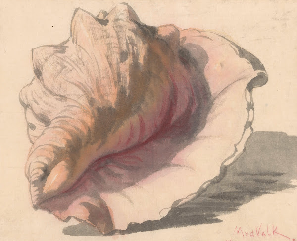 Schelp c 1867   c 1935