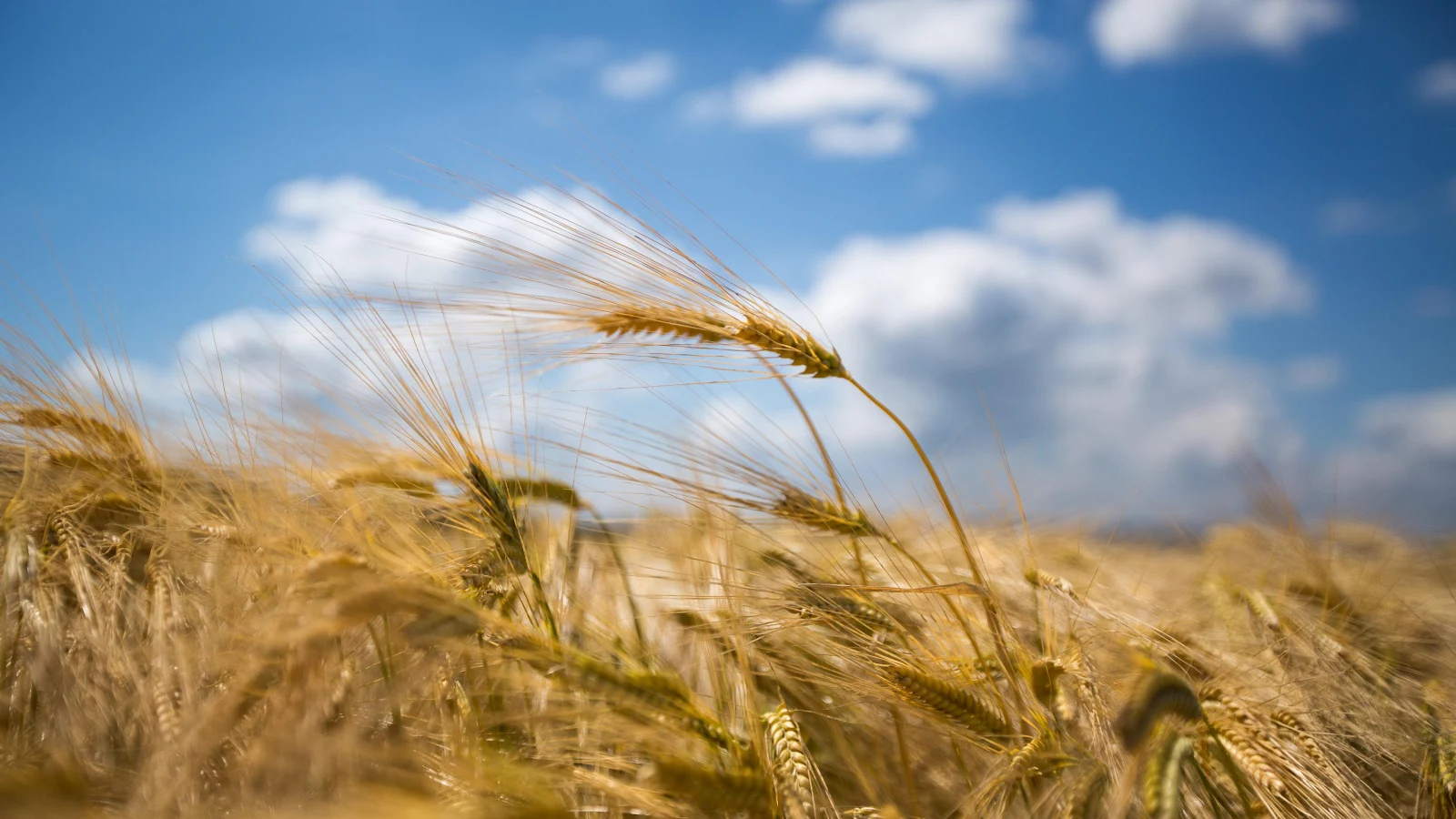 Golden Wheat Field Under Blue Sky - Nature Photography 4K Wallpaper (3840x2160)