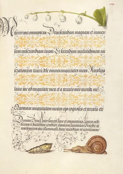 Lily of the Valley Pupa and Land Snail 15611596