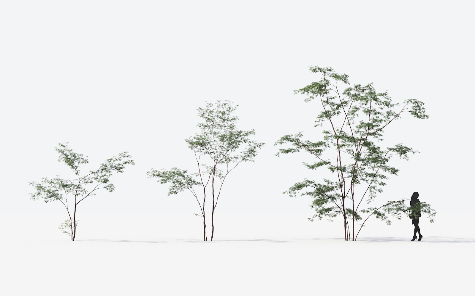 Maxtree - Plant Models Vol.14