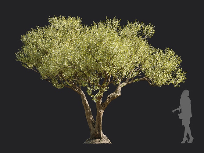 Maxtree - Plant Models Vol.113