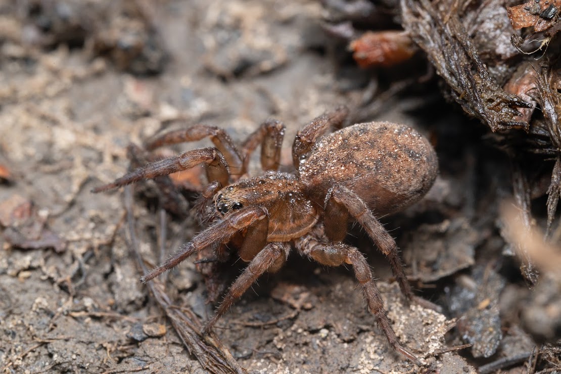 Trochosa terricola