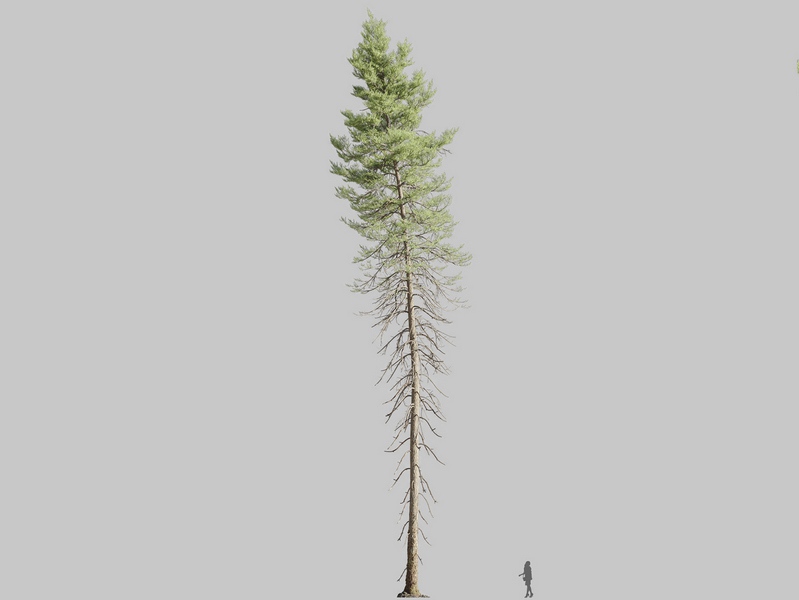 Maxtree - Plant Models Vol.126