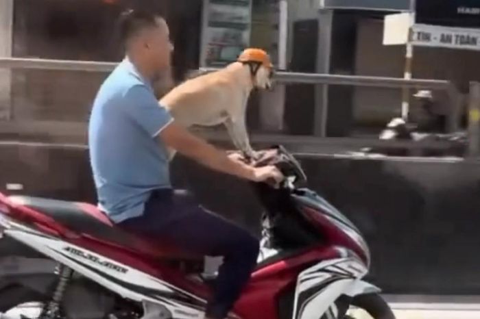 Clip người đàn ông đầu trần chở chó đội mũ bảo hiểm gây bàn tán - Chuyên trang Gia Đình &amp; Xã Hội - Báo Sức khỏe &amp; Đời sống