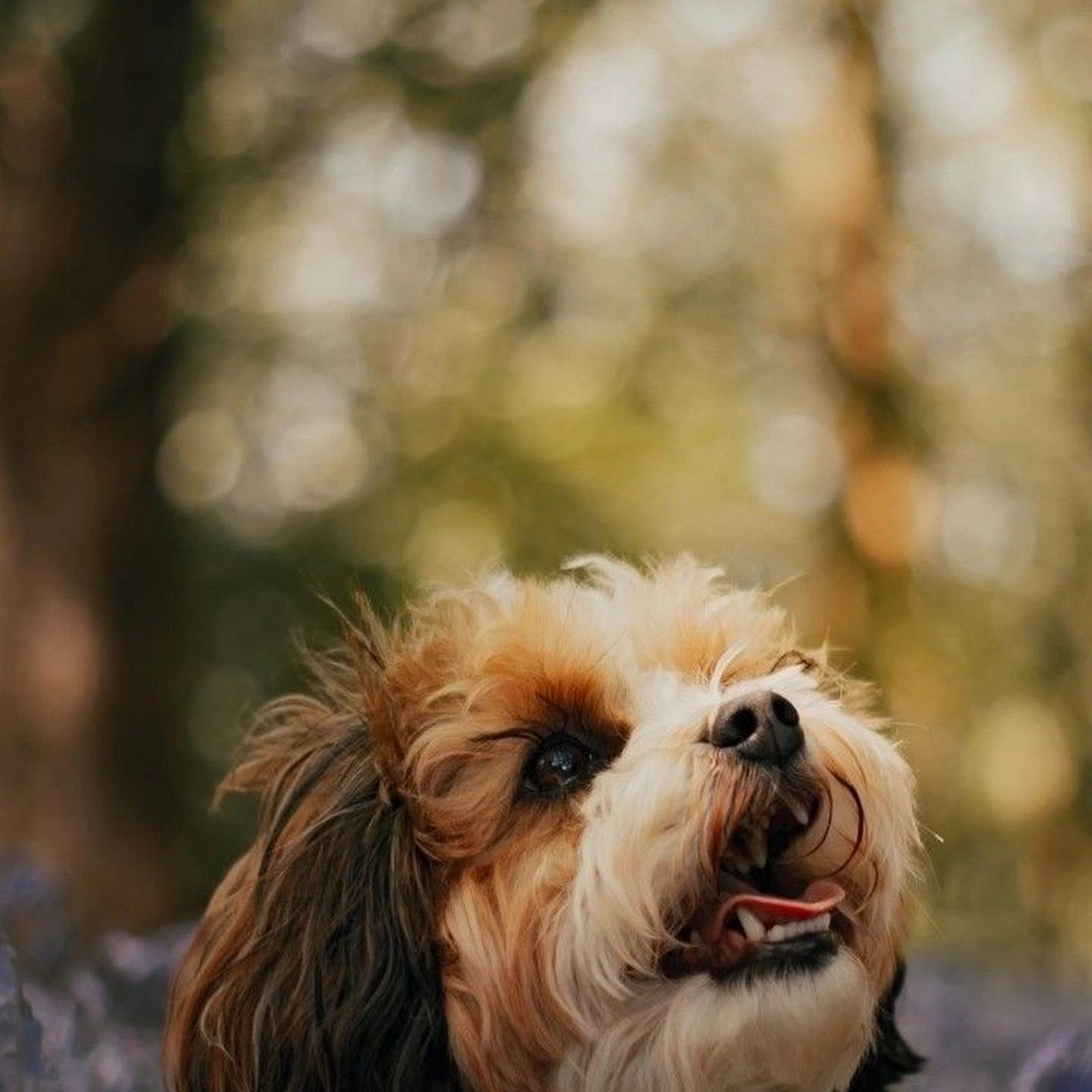 Download Small Dog In Bluebell Field iPhone