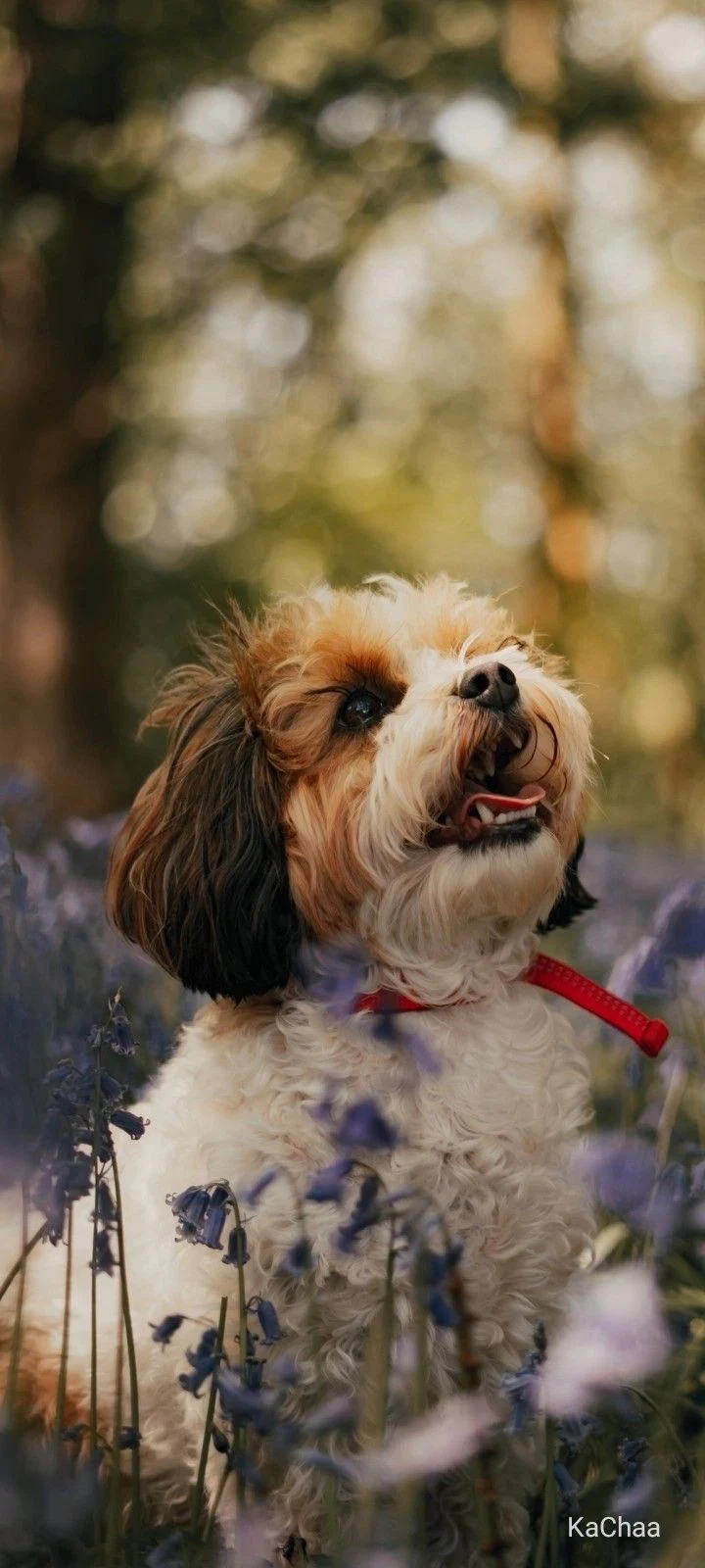 Small Dog In Bluebell Field - Nature Photography iPhone Wallpaper (720x1600)