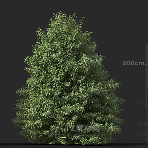 Maxtree - Plant Models Vol.60