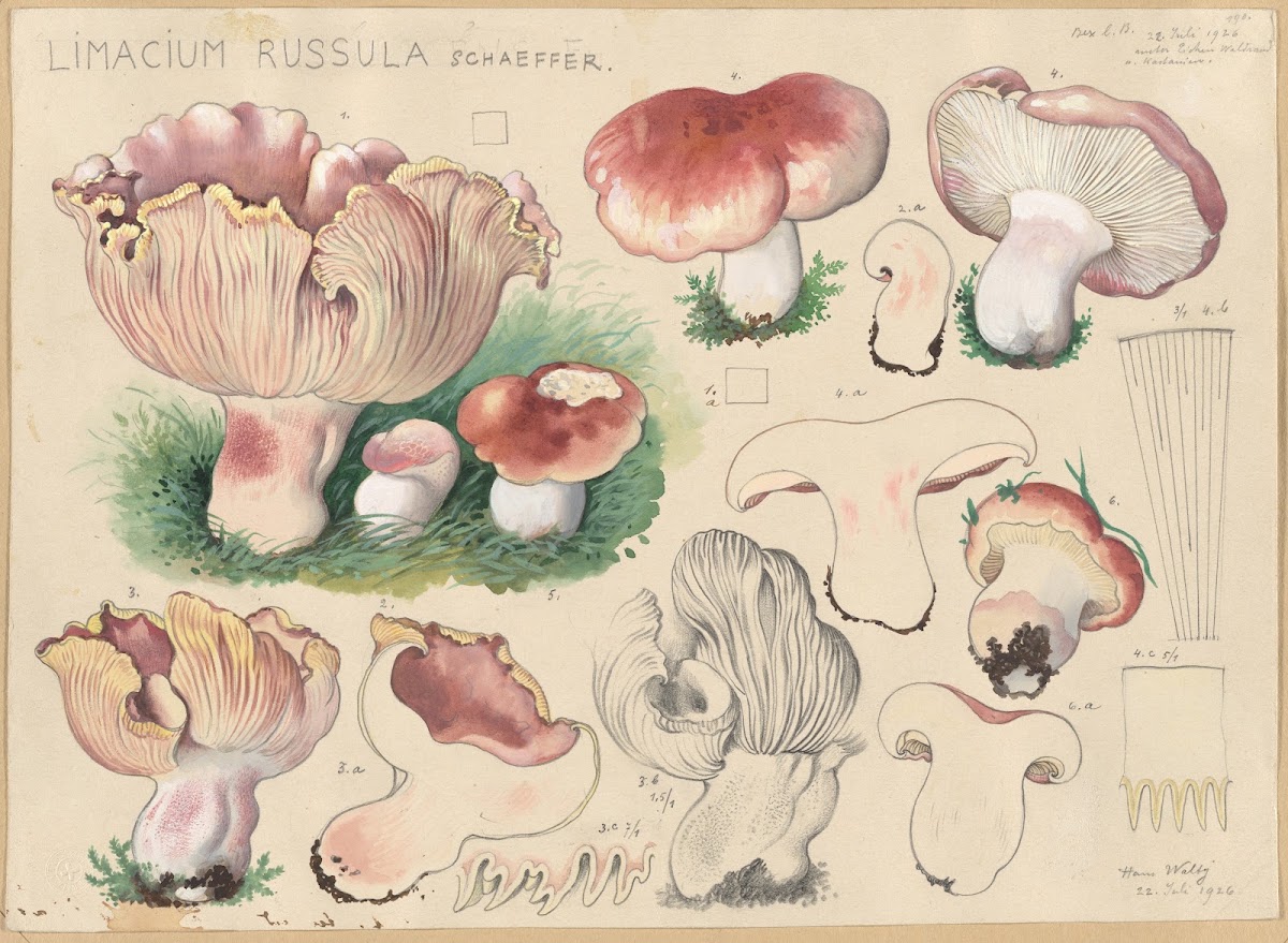 Limacium russula Schaeffer 1915 1945