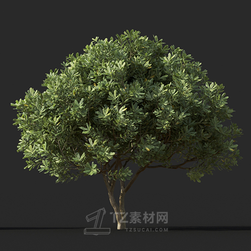 Maxtree - Plant Models Vol.60