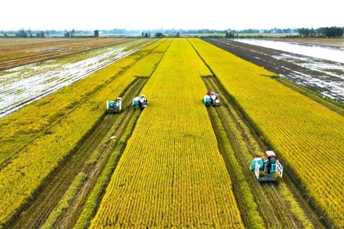 Giá lúa gạo trong nước và xuất khẩu đồng loạt tăng - Đài Phát thanh và truyền hình Hà Nội