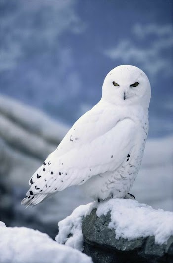 White Owl Picture