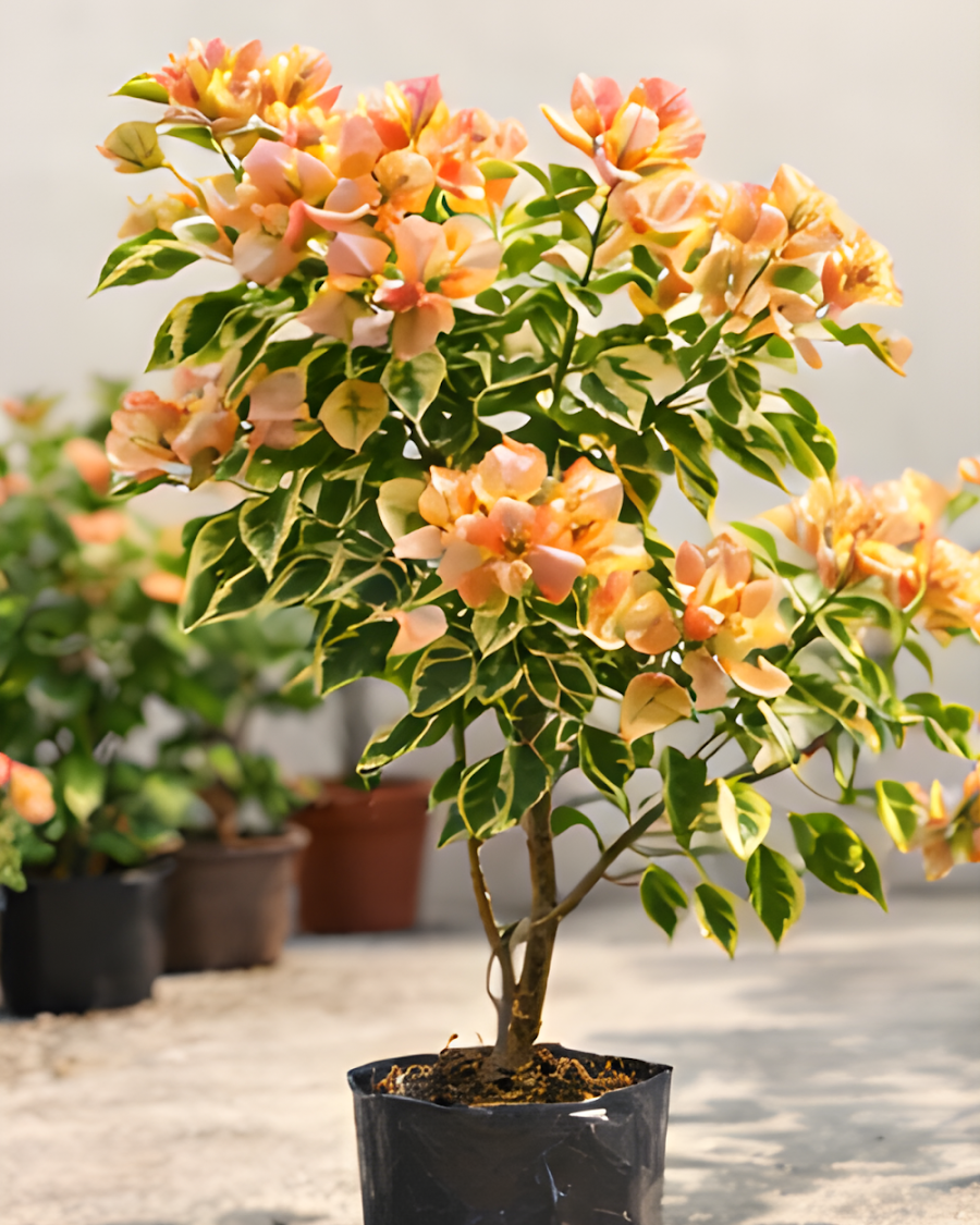 Imported Golden Sunshine Variegated Bougainvillea Plant — view 3