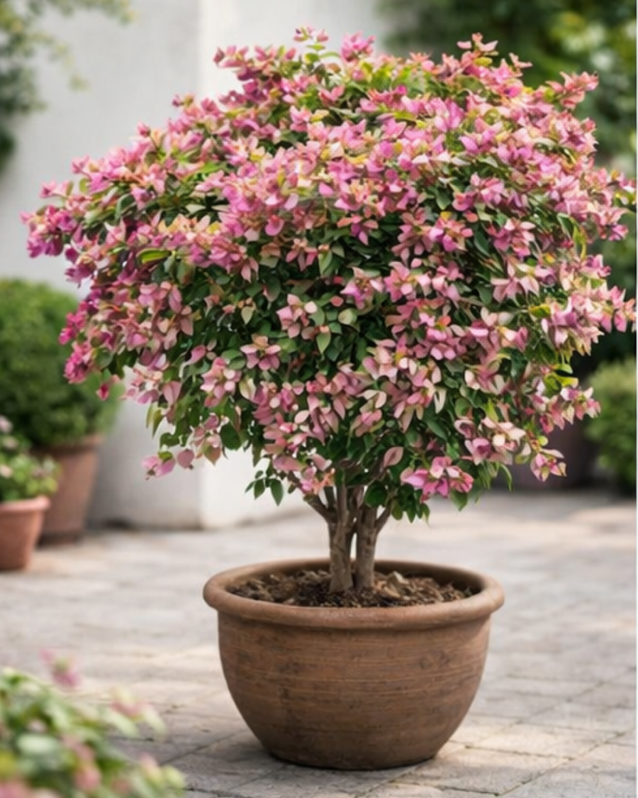 Imported Geisha Bougainvillea Plant — view 2