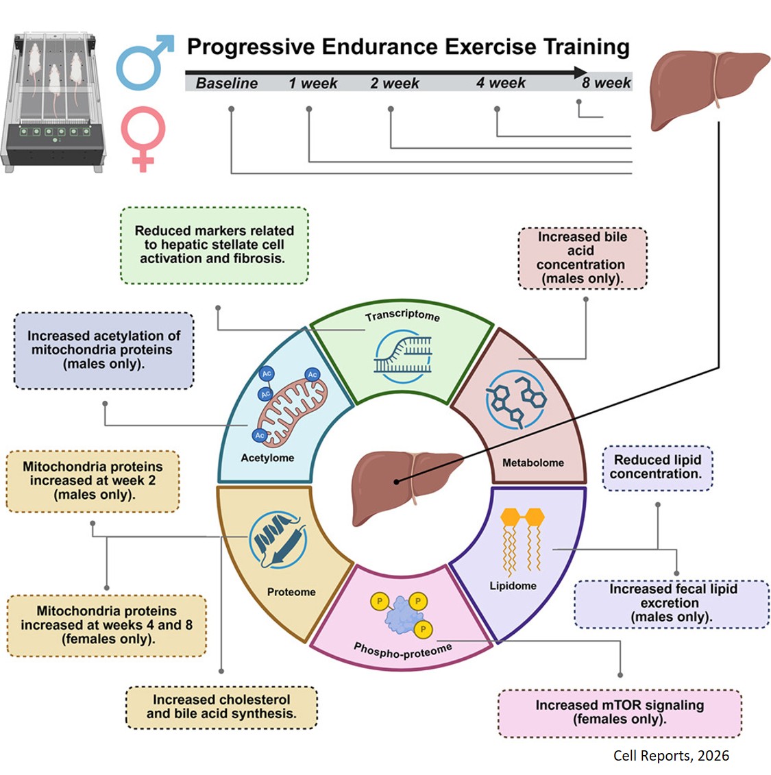 Endurance exercise elicits temporal and sexual dimorphic multi-omics remodeling of liver metabolism revealed by MoTrPAC