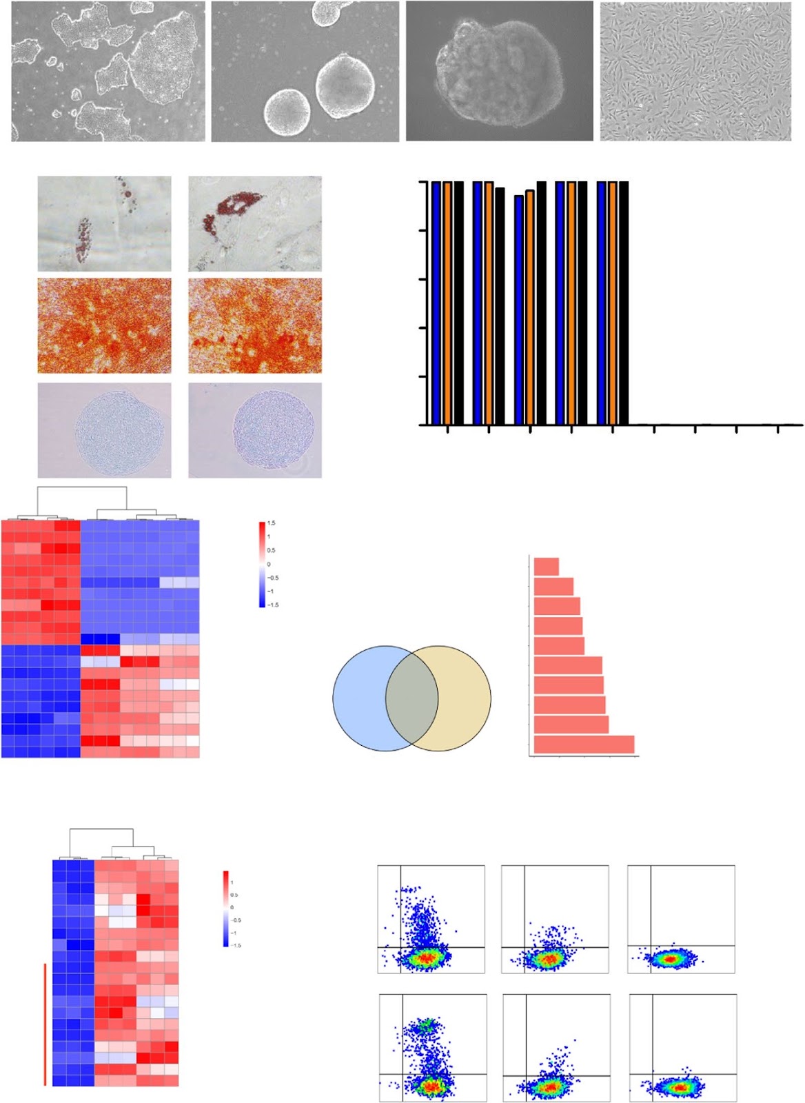 Mesenchymal stem/stromal cells from human pluripotent stem cell-derived brain organoid enhance the ex vivo expansion and maintenance of hematopoietic stem/progenitor cells