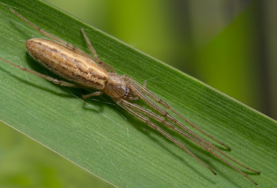 Tetragnatha striata