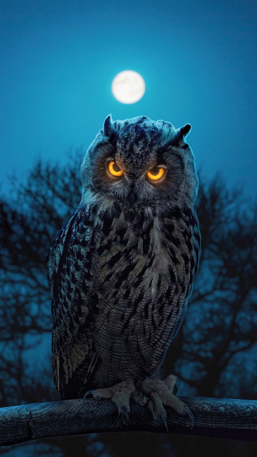 Night Owl Picture