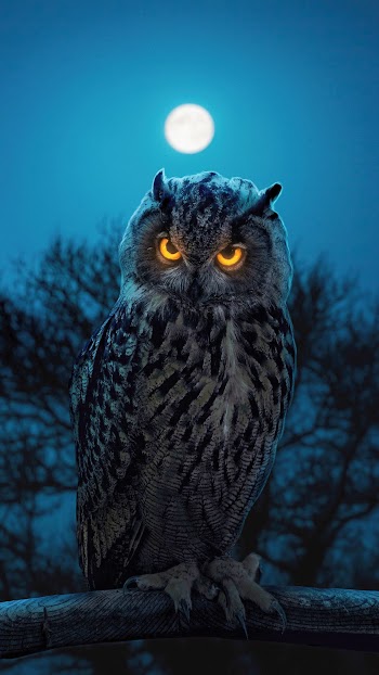 Night Owl Picture