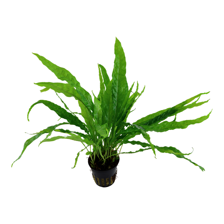 Leptochilus pteropus – Java fern