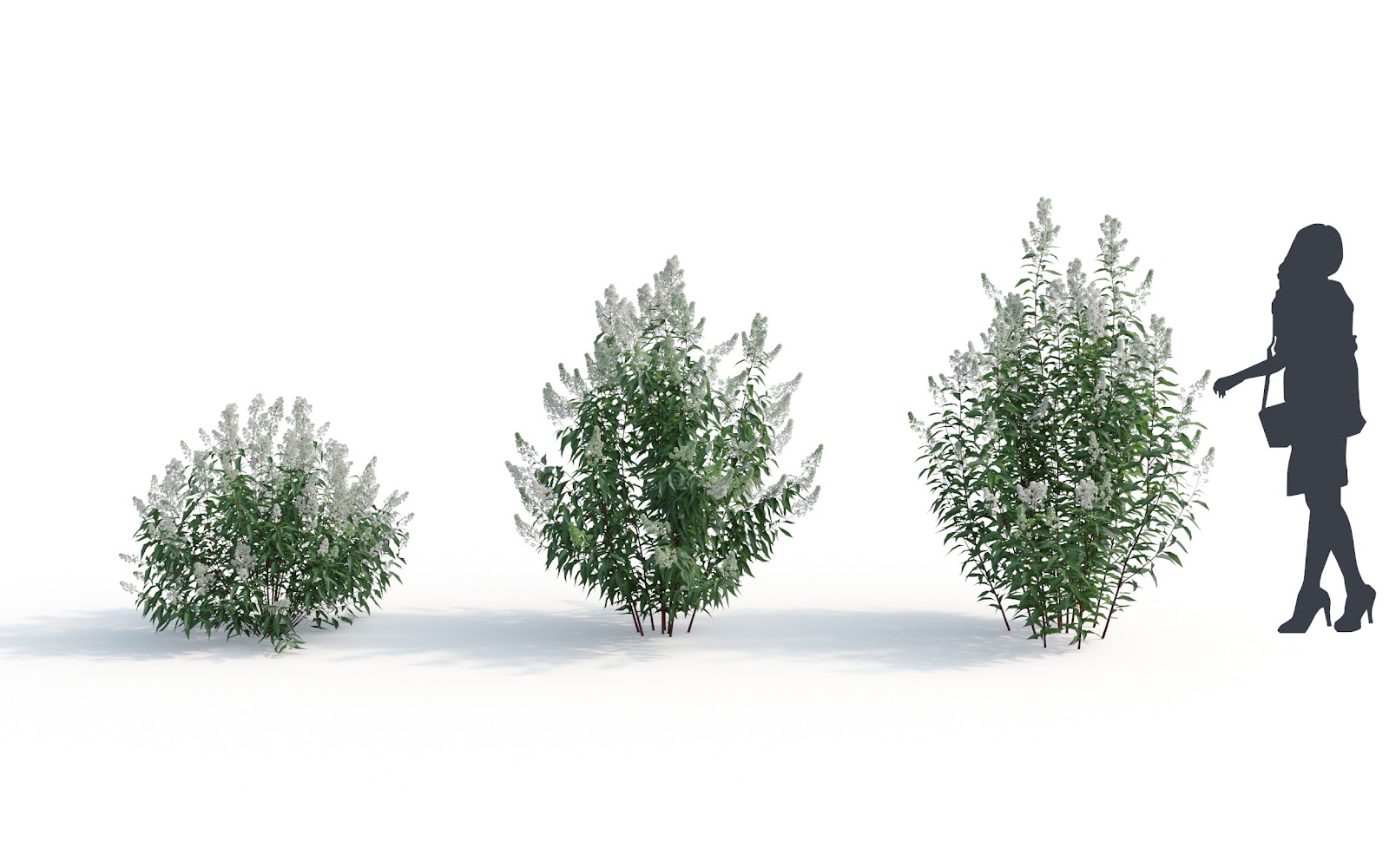 Maxtree - Plant Models Vol.6