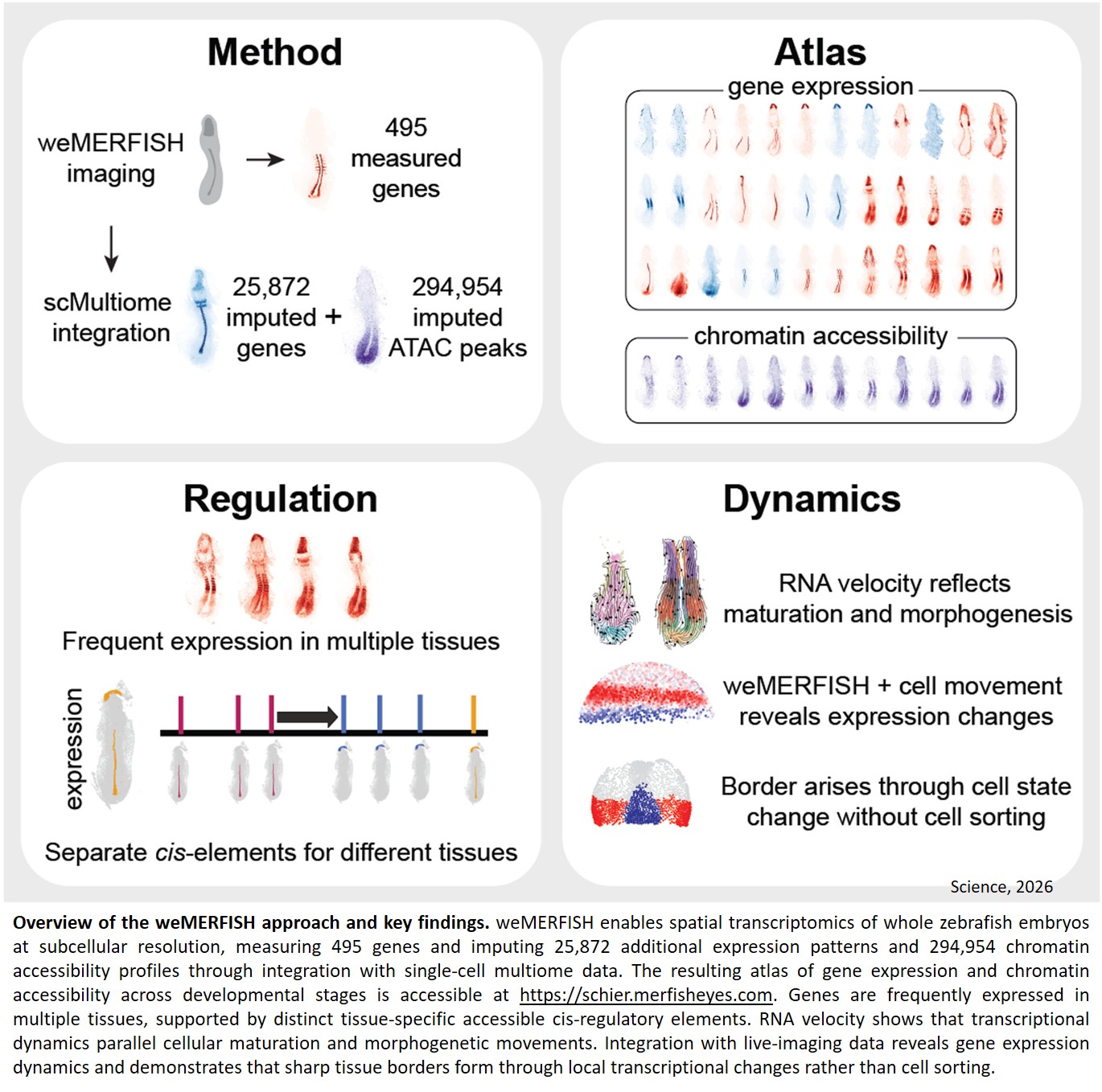 A developmental atlas for genes and cells