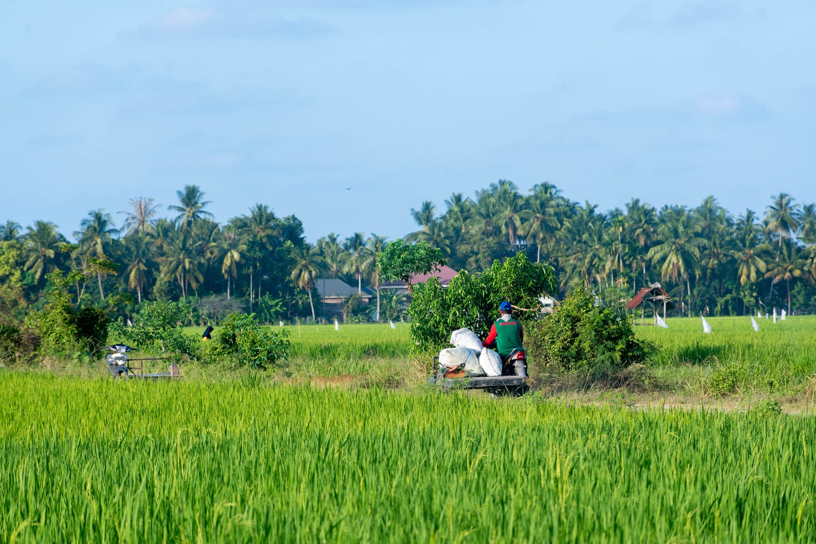 Sejarah, Budaya, dan Daya Tarik Wisata Kabupaten Bireuen