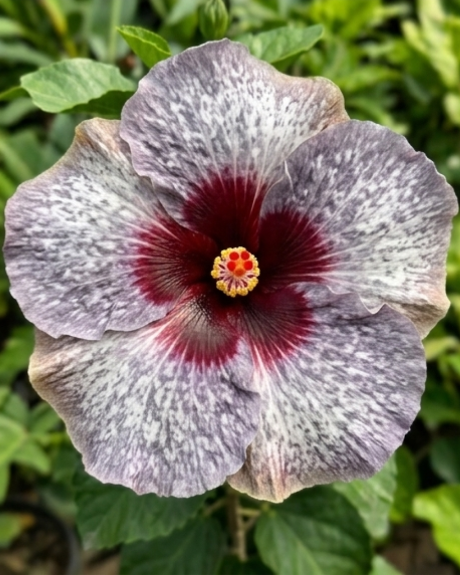 Hibiscus One Foxy Lady — view 3