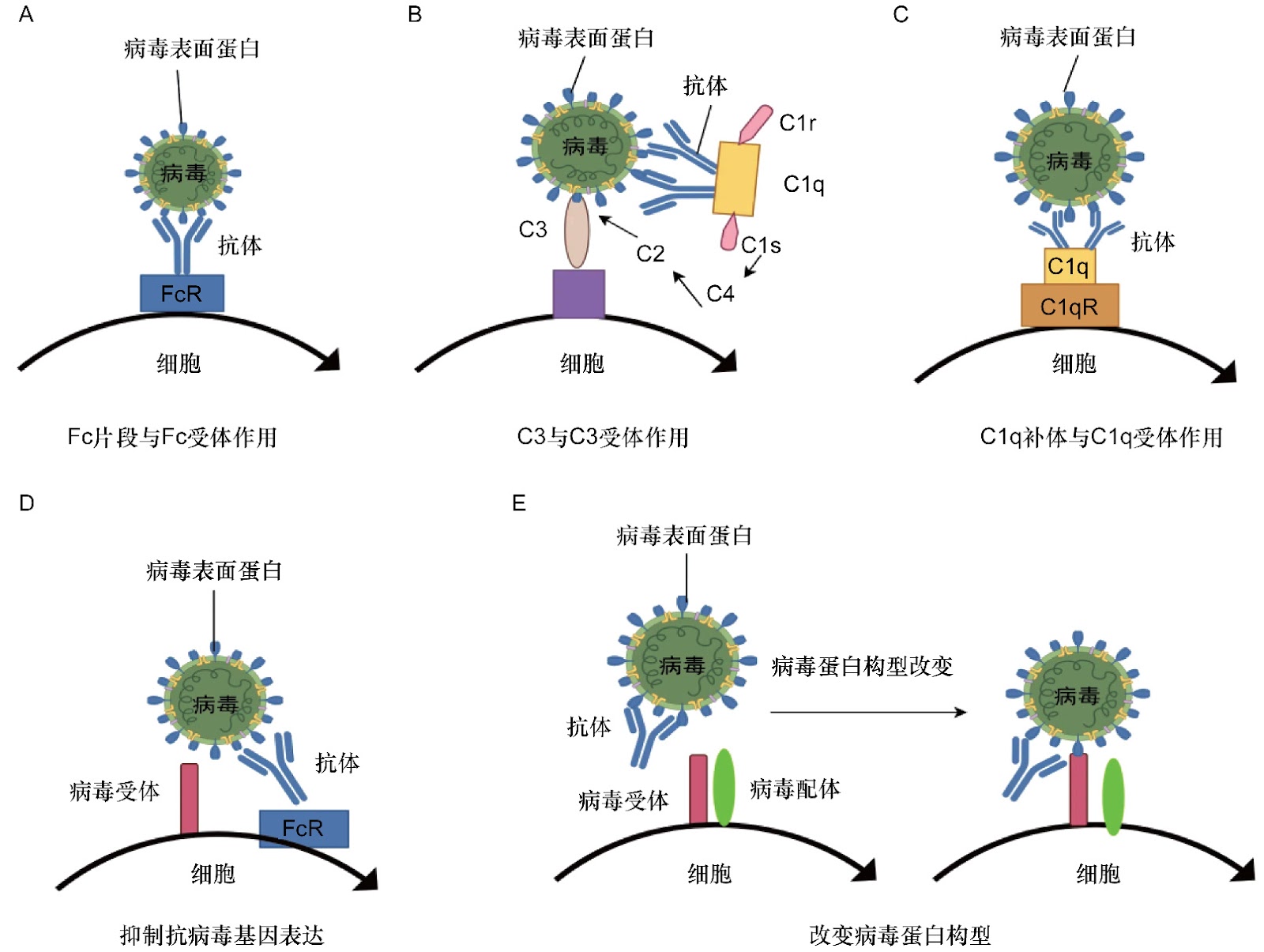 Antibody-Dependent Enhancement of Viral Infection: Mechanisms, Therapeutic Strategies, and Vaccine Development