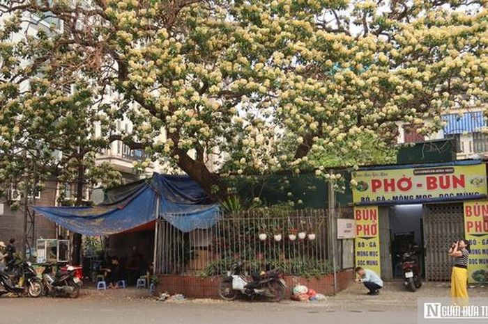 Cây 'hoa lạ' nở rộ giữa phố, dân mạng đổ xô tìm đến check-in - Tạp chí Người Đưa Tin