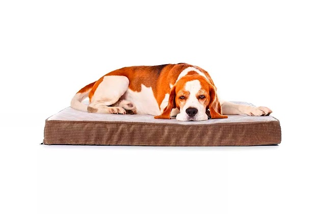 Lit orthopédique matelassé pour chien Milliard