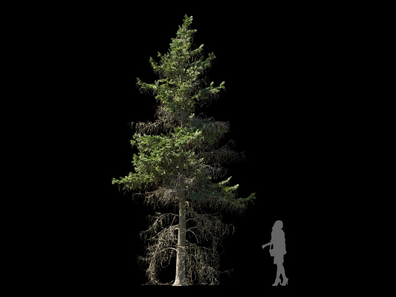 Maxtree - Plant Models Vol.120