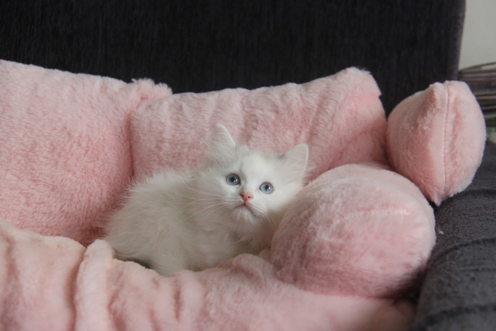 11/7出生 優質布偶貓梵色妹妹