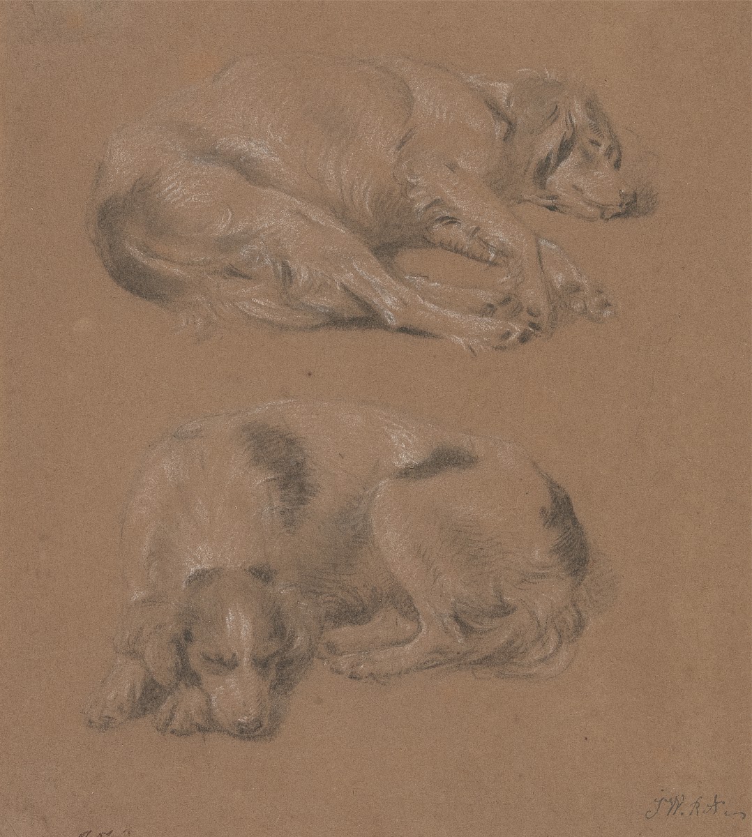Studies of Dogs lying down