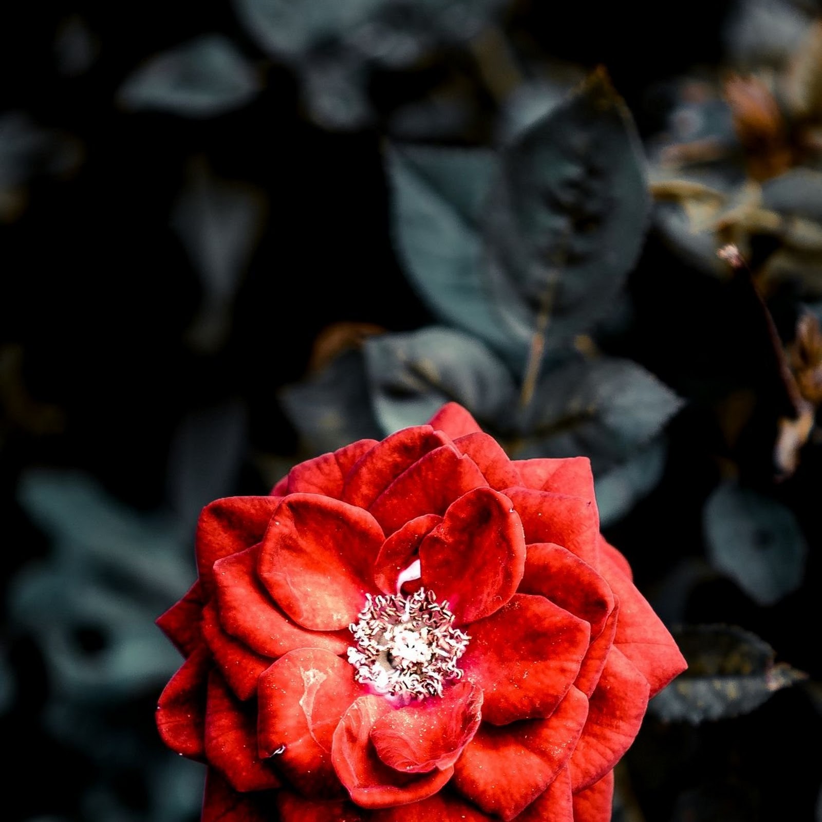 Download Aesthetic Red Flower Full HD iPhone