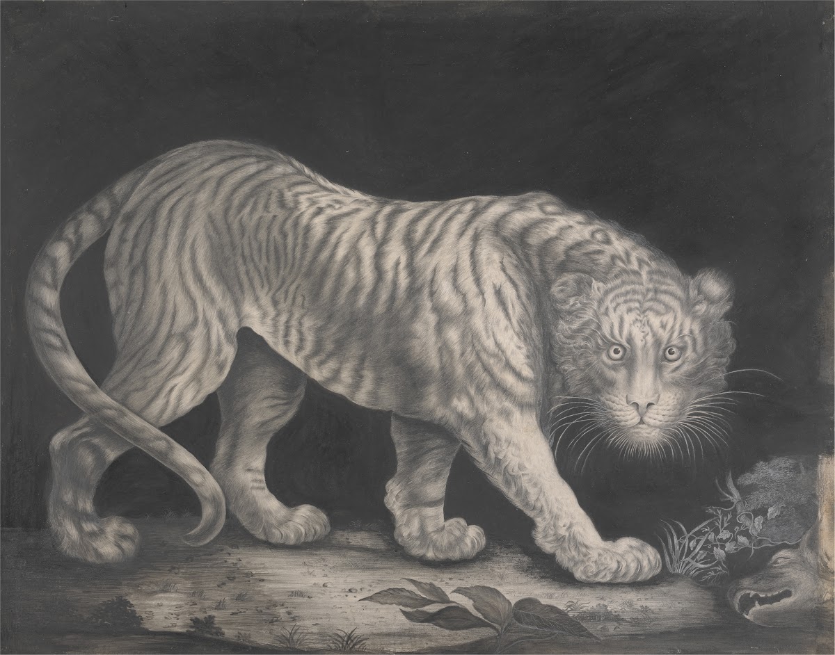 A Prowling Tiger ca 1800