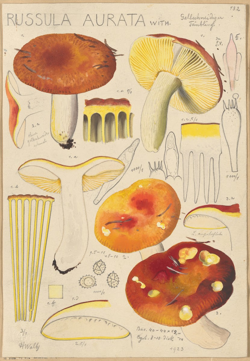 Russula aurata 1915 1945