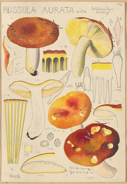 Russula aurata 1915 1945