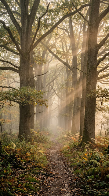 Tranquil Morning Forest with Mist and Golden Sunrise Rays - Free mobile Wallpaper