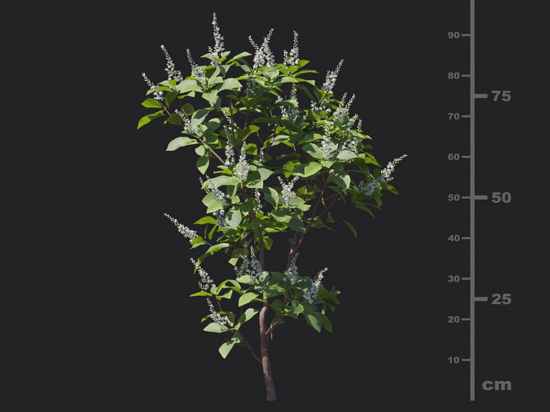 Maxtree - Plant Models Vol.116